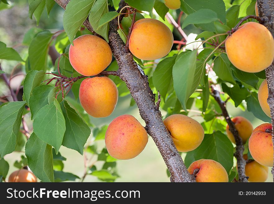 Ripe apricots on a green branch