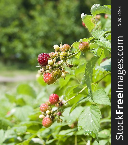 A ripe raspberry hangs on a bush in summer. A ripe raspberry hangs on a bush in summer