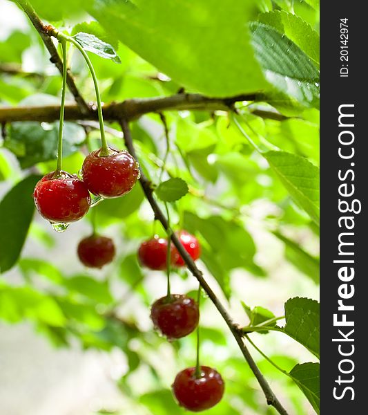 A red ripe cherry growing on a tree in summer after a rain. A red ripe cherry growing on a tree in summer after a rain