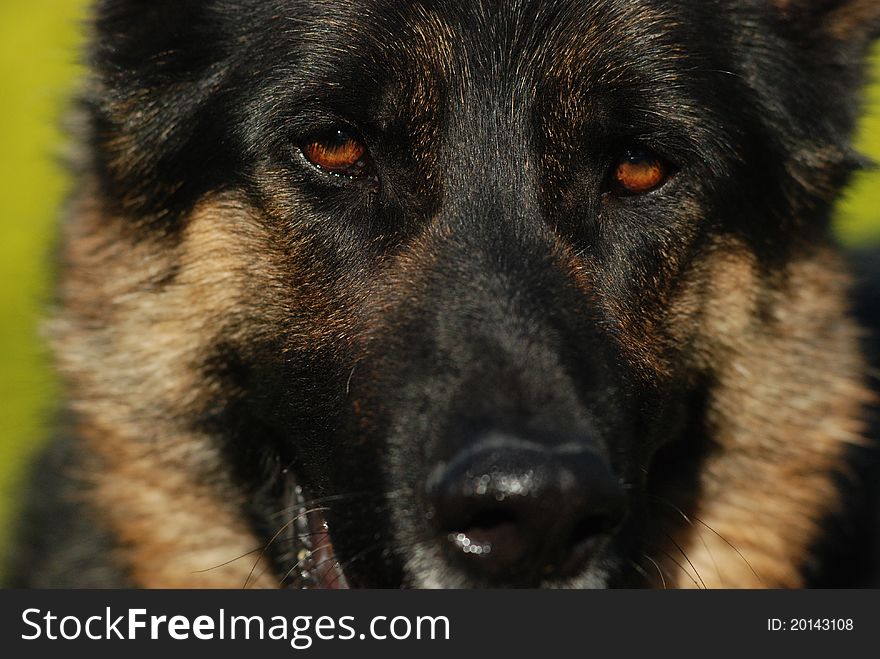 A close up of german shepherd eyes and face. A close up of german shepherd eyes and face