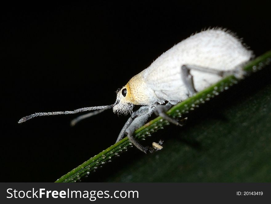 White Tiny Bug Macro