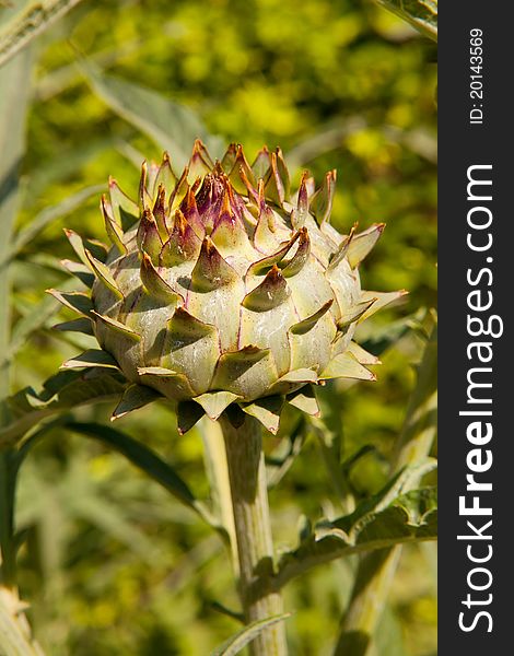 Close-up of a globe artichoke taken at the Royal Botanical Gardens in Cordoba