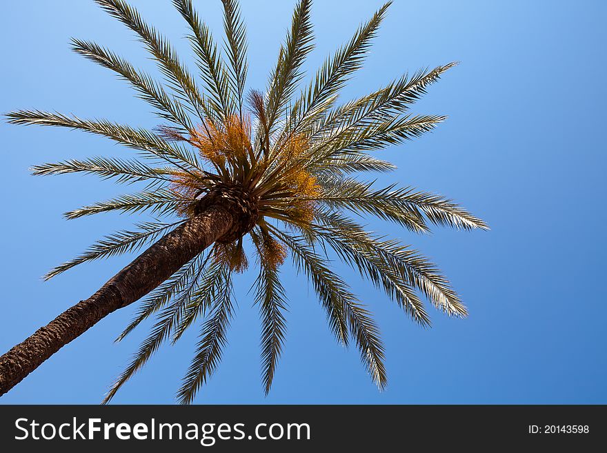 Close-up of the top of a palm tree in flower against a clear blue sky