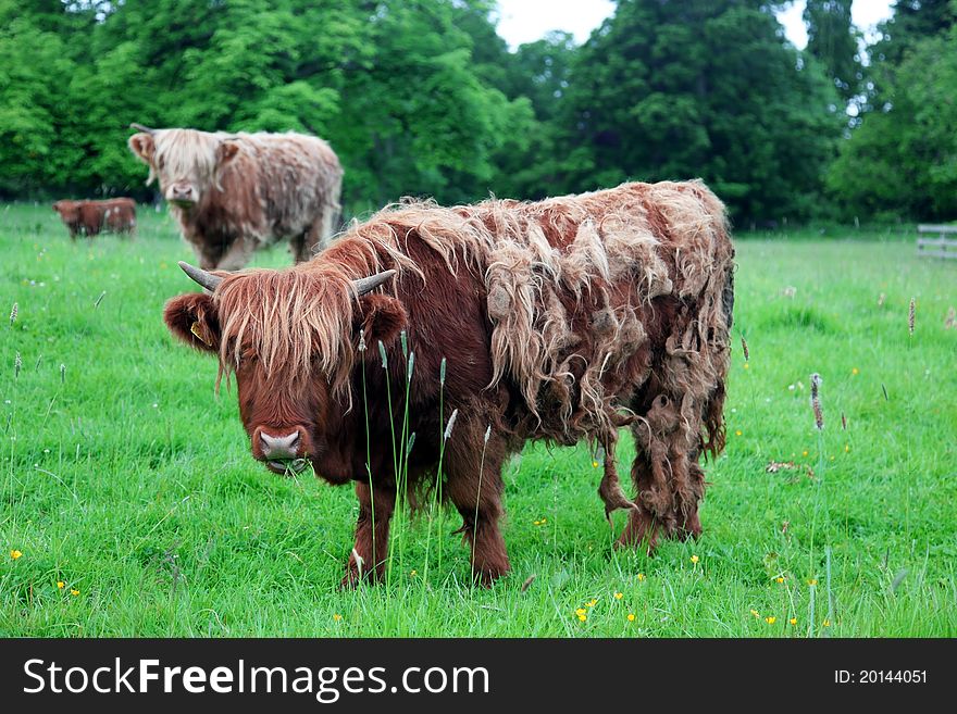 Scottish highland cows at field