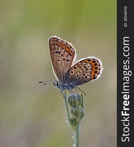 The butterfly sits in the summer on a flower