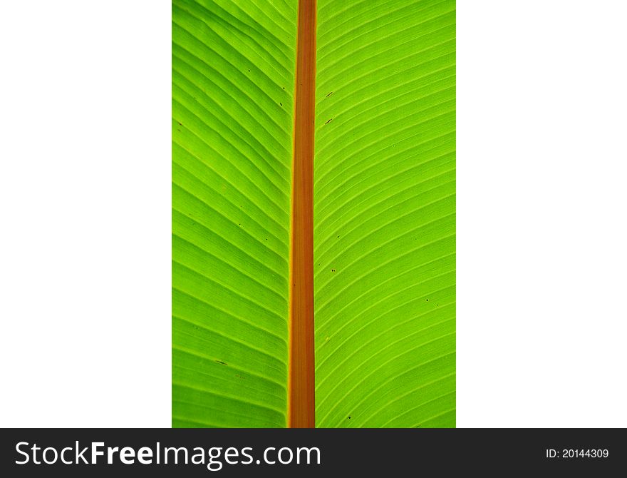 Palm Leave Shine