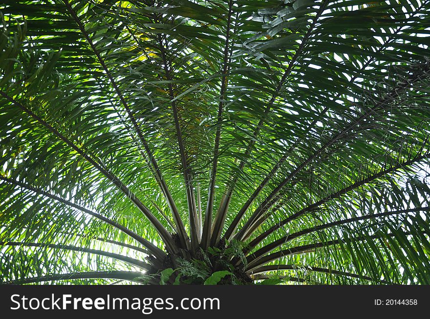 Full view of a palm view from the tropical. Full view of a palm view from the tropical.