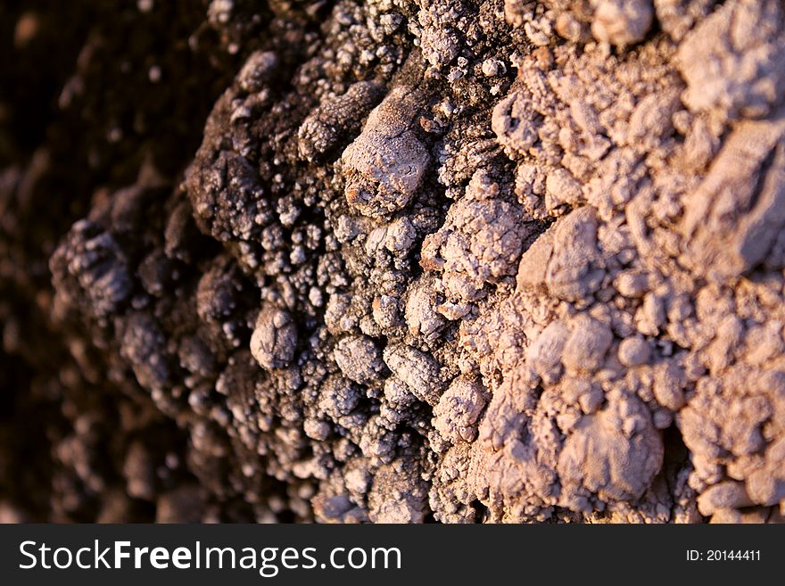 Tree Skin/body