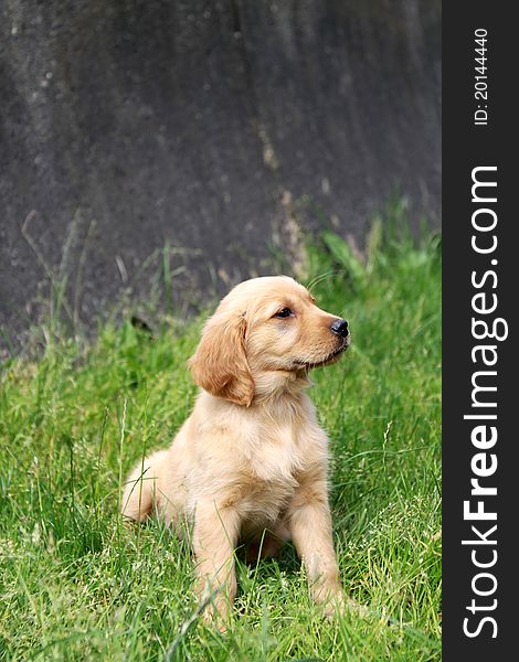 Golden Retriever Puppy - 6 weeks old