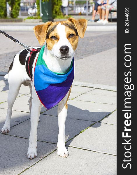 Pet dog on a string looking wisely at the passerby wearing a rainbow-colored clot around its neck. Pet dog on a string looking wisely at the passerby wearing a rainbow-colored clot around its neck