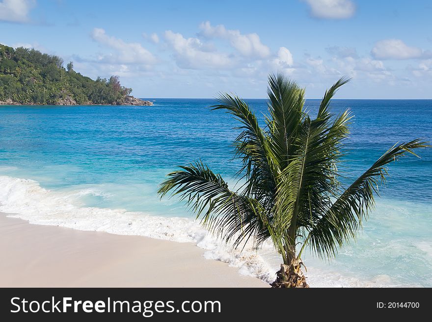 Single coconut palm tree on a beautiful deserted, white-sanded beach, horizontal view. Single coconut palm tree on a beautiful deserted, white-sanded beach, horizontal view