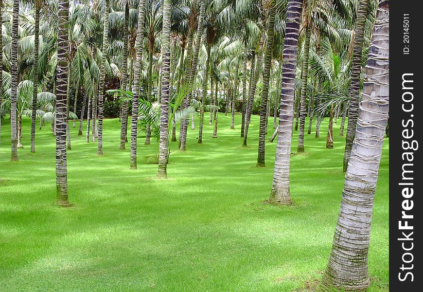 Many palms and green grass. Many palms and green grass