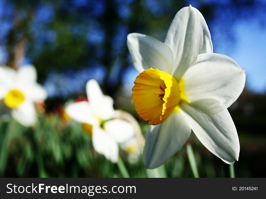 Early moorning and bloom of narcissus