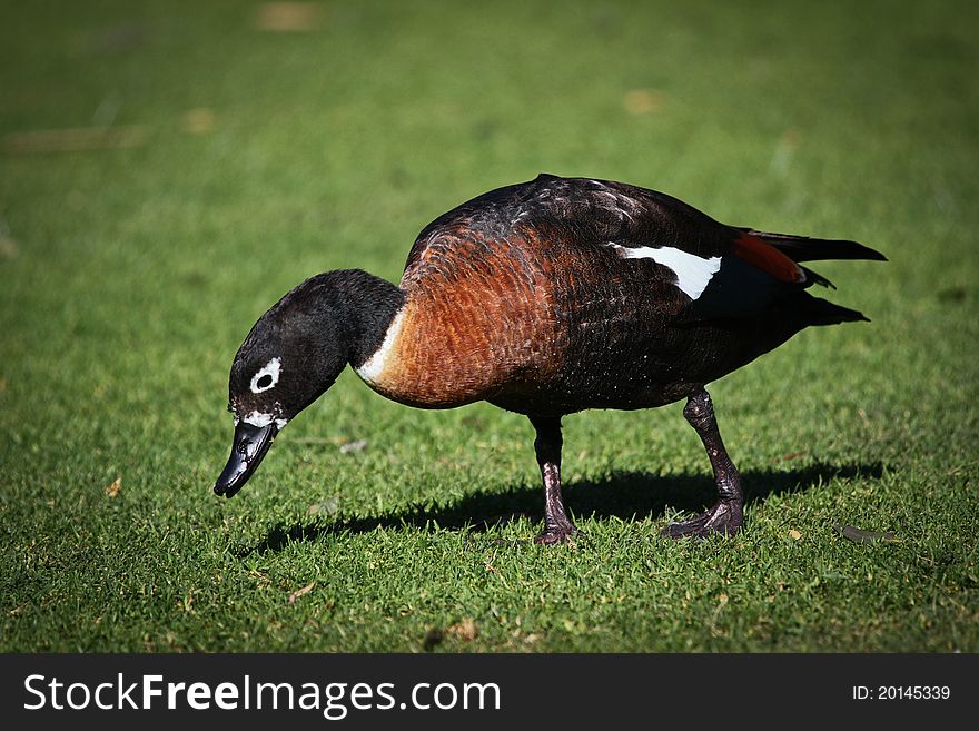 The duck is walking in the park