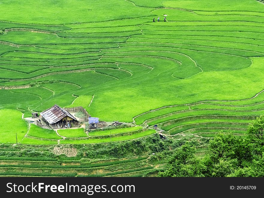 Terraced Rice Field