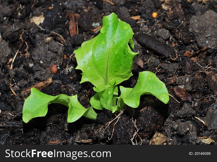 Fresh Green Salad Vitamin