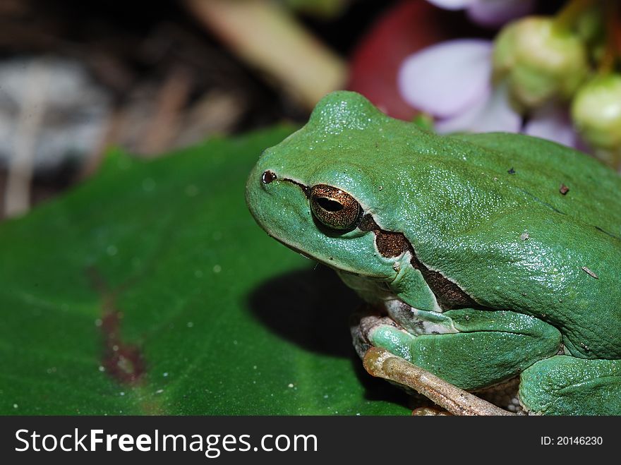 Close-up of a green tree frog close. Close-up of a green tree frog close