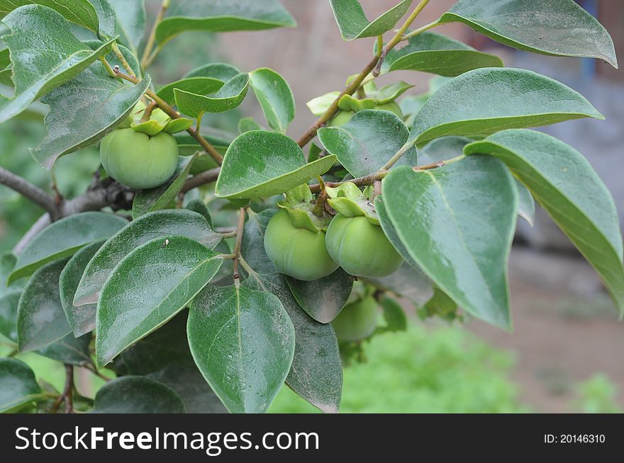 Several young persimmons on a tree. Several young persimmons on a tree