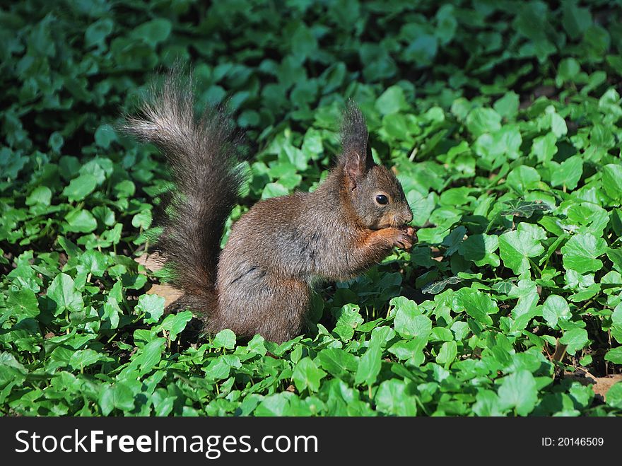Small eichkaetzchen sits on the ground and eats a nut. Small eichkaetzchen sits on the ground and eats a nut