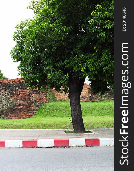 Big trees and old walls on the streets