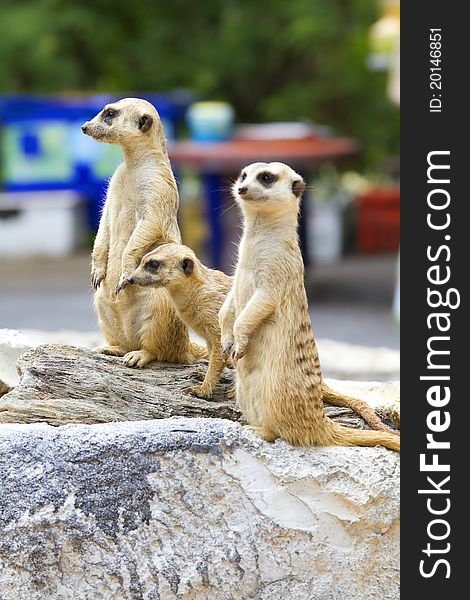 Meerkat wildlife stand with legs back