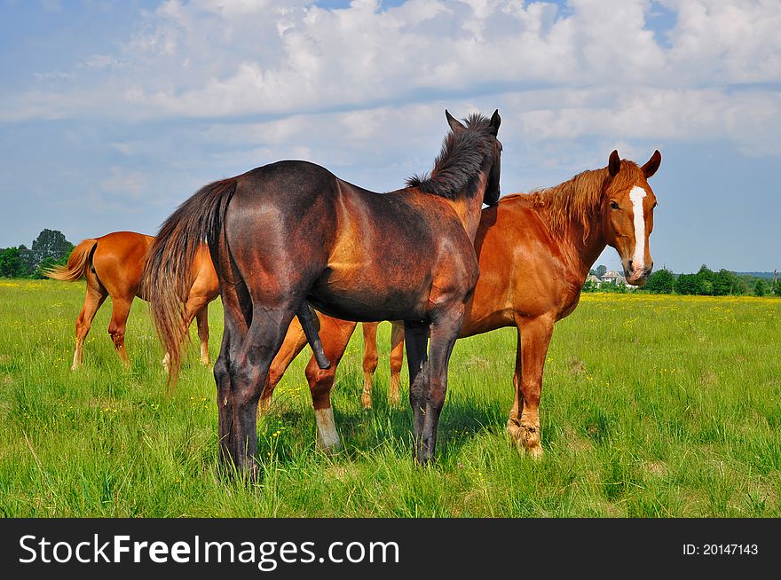 A horses on a summer pasture in a rural landscape.