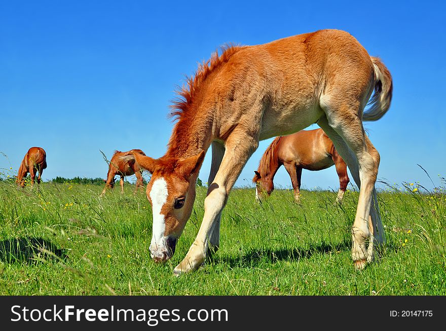 Foal with a mare on a summer pasture.