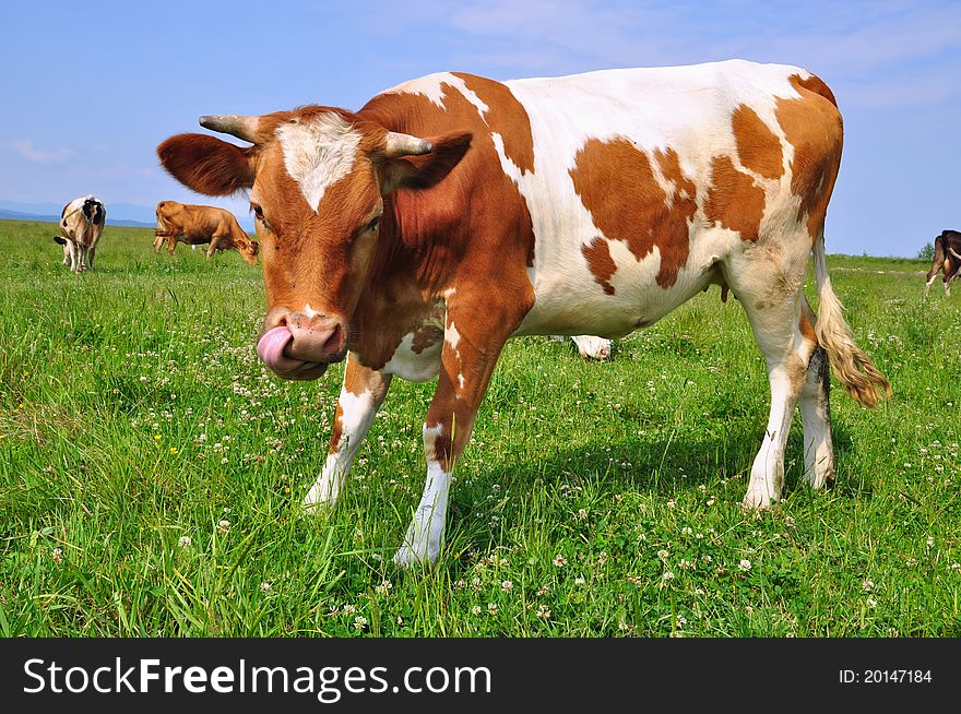 The calf on a pasture in a summer rural landscape. The calf on a pasture in a summer rural landscape
