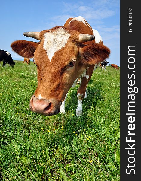 A cow on a summer pasture in a summer rural landscape