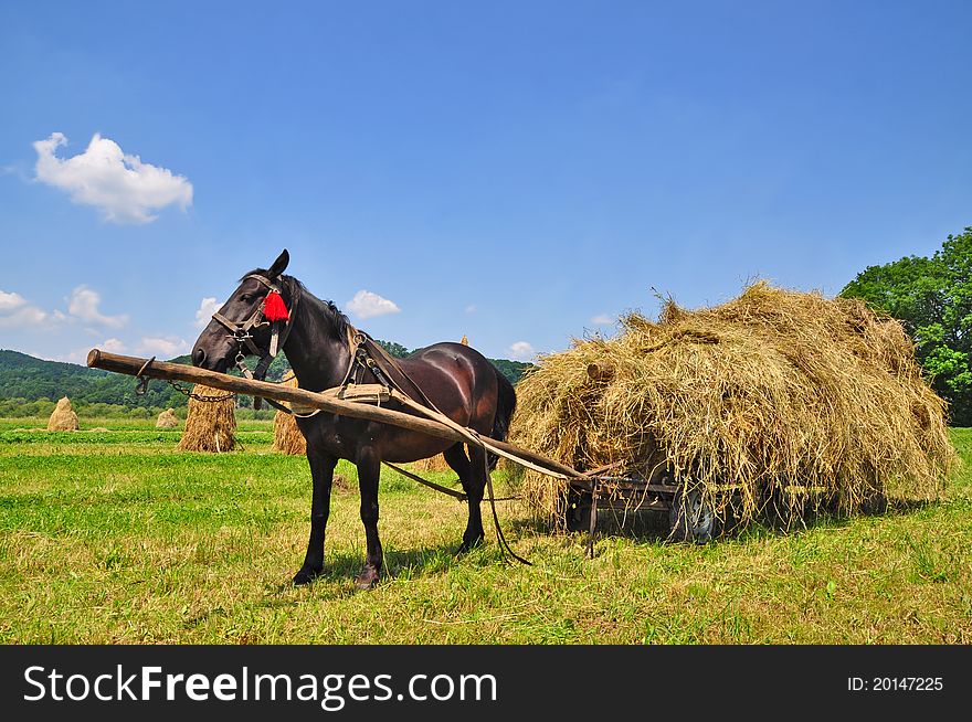 Hay preparation in a rural landscape with a horse.