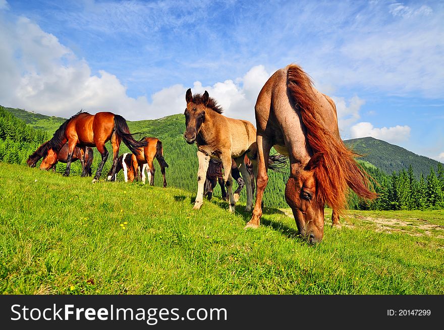 Horse On A Summer Pasture.