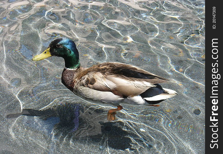 Wild Duck In A Coin Fountain Pond