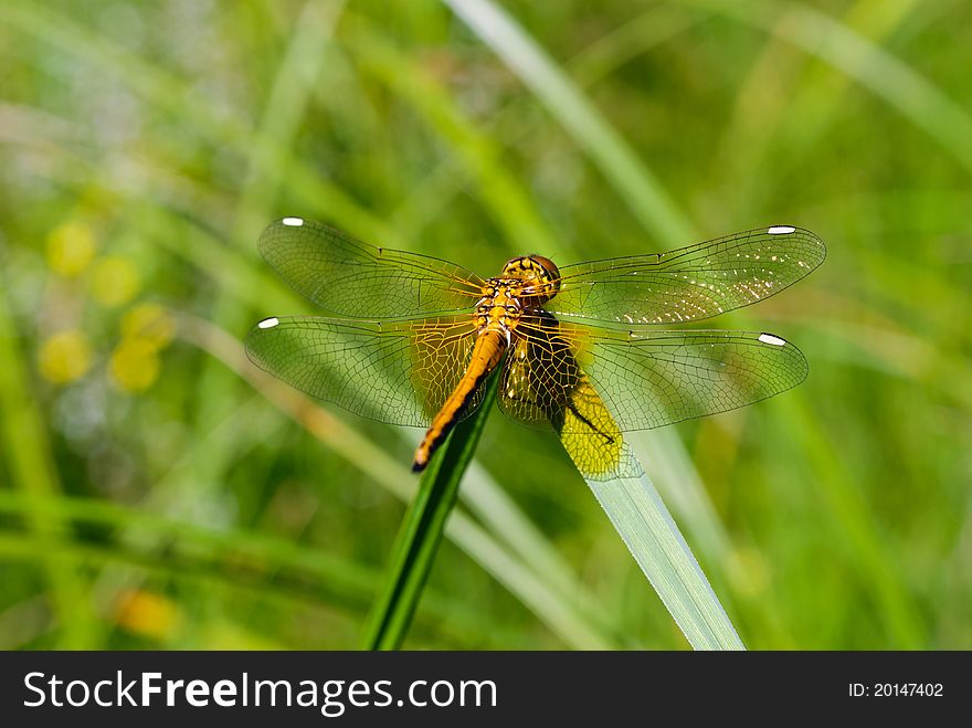 Dragonfly , anisoptera