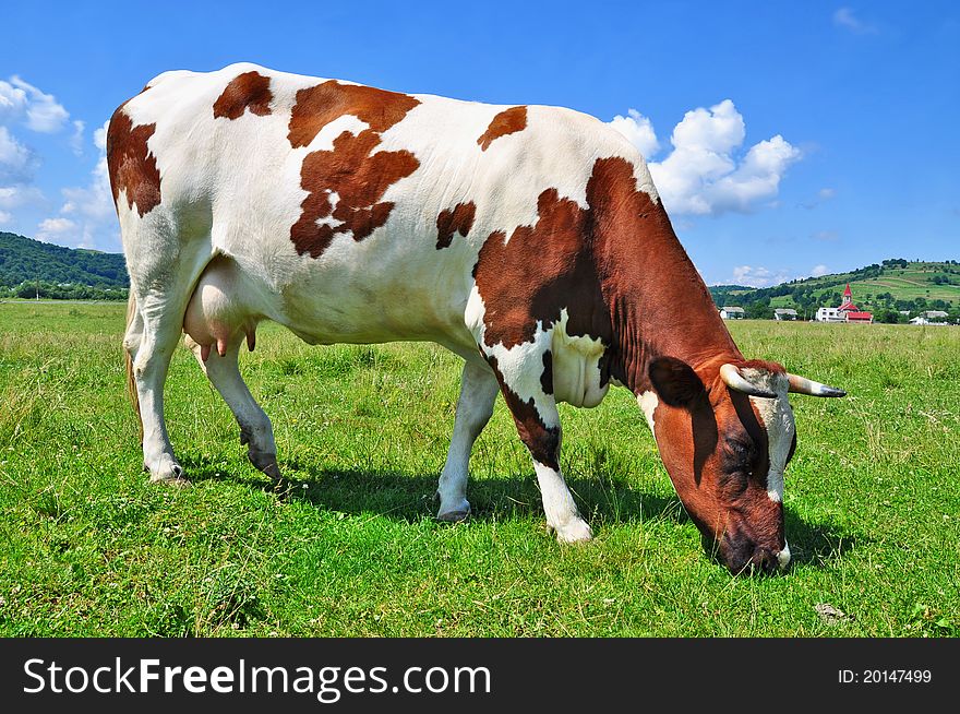 A cow on a summer pasture in a summer rural landscape