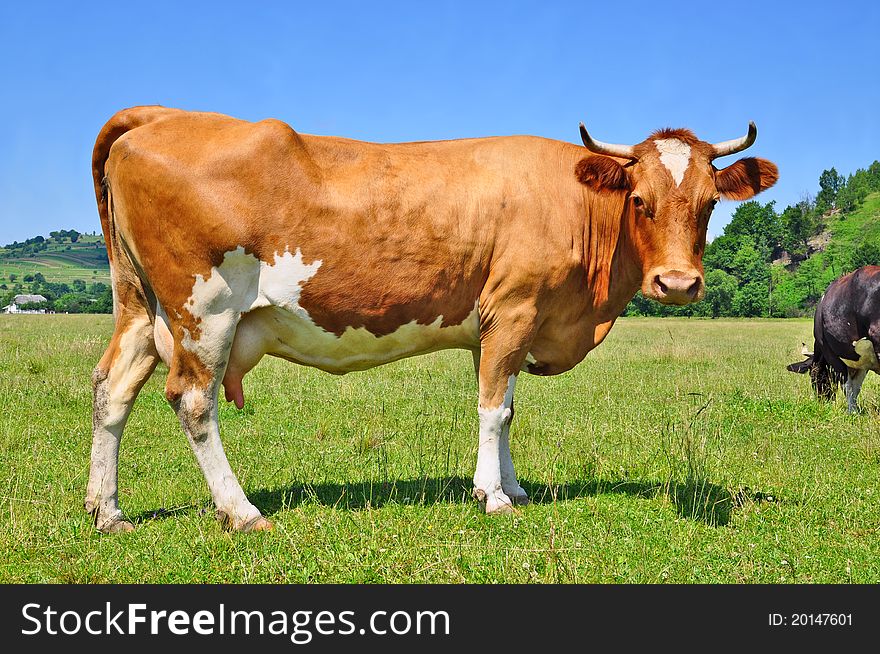 A cow on a summer pasture in a summer rural landscape