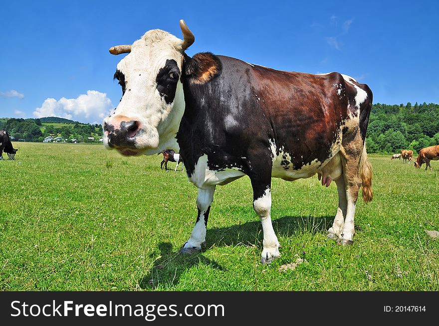 A cow on a summer pasture in a summer rural landscape