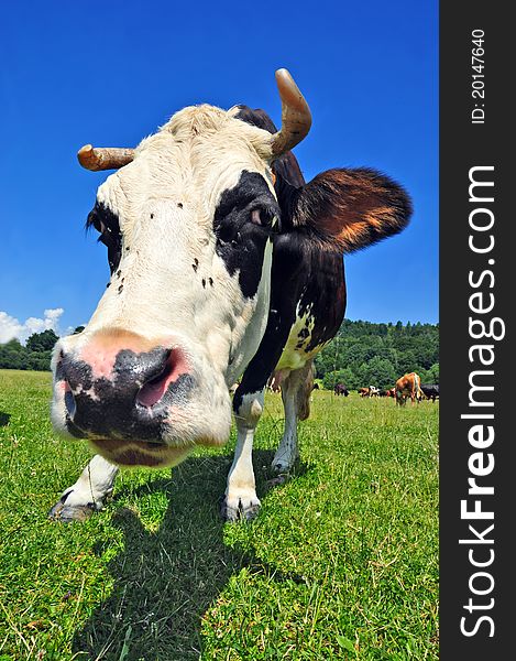 A cow on a summer pasture in a summer rural landscape