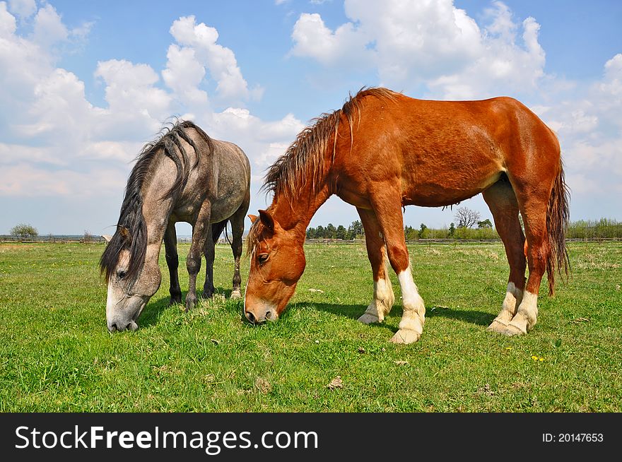 Horses On A Summer Pasture