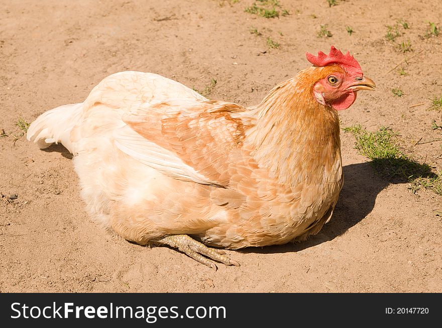 Chicken sitting on the sand