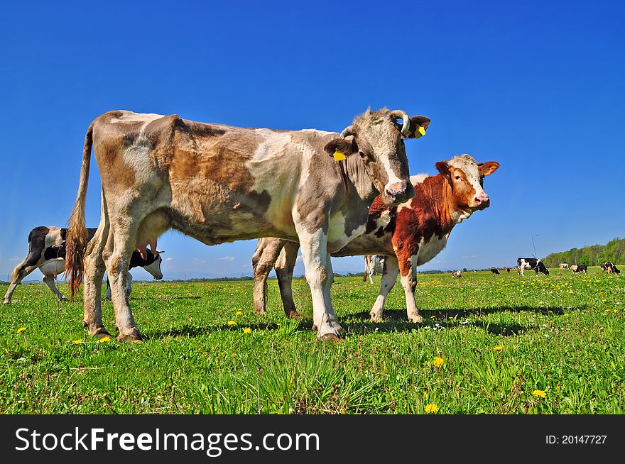 A cows on a summer pasture in a summer rural landscape. A cows on a summer pasture in a summer rural landscape