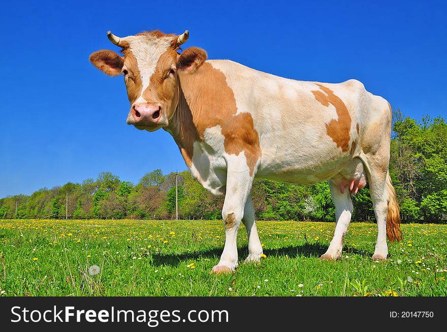 A cow on a summer pasture in a summer rural landscape