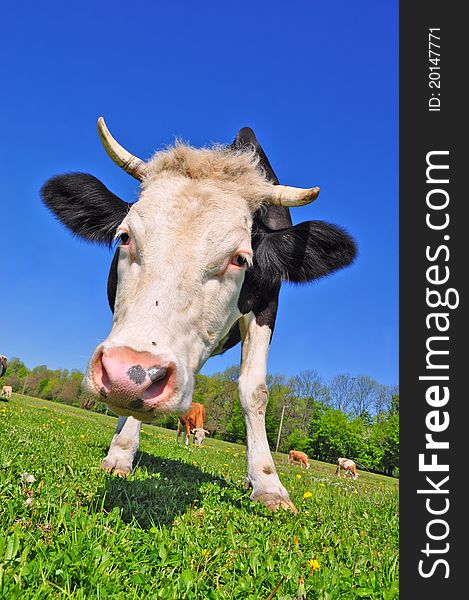 A cow on a summer pasture in a summer rural landscape