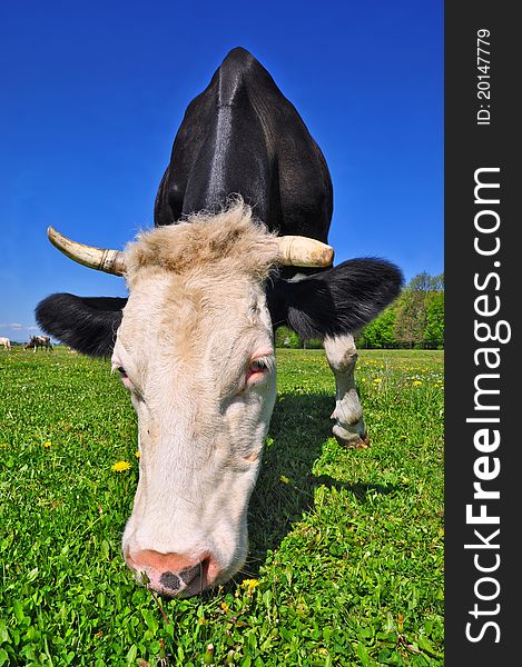 A cow on a summer pasture in a summer rural landscape