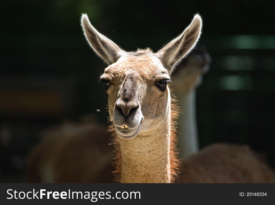 Portrait of guanaco or alpaca, peruan farm animal.
