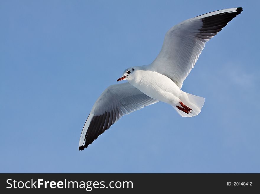 A sea gull in flight.