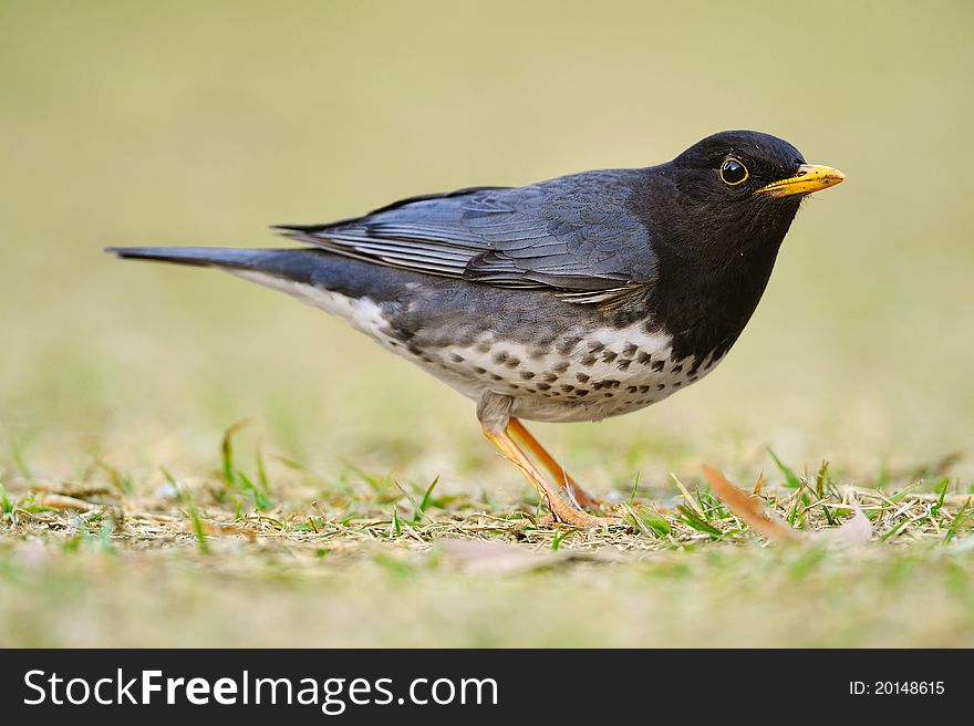 Japanese thrush bird standing on the ground