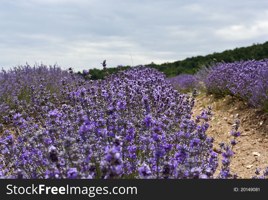An outdoor blue lavender field