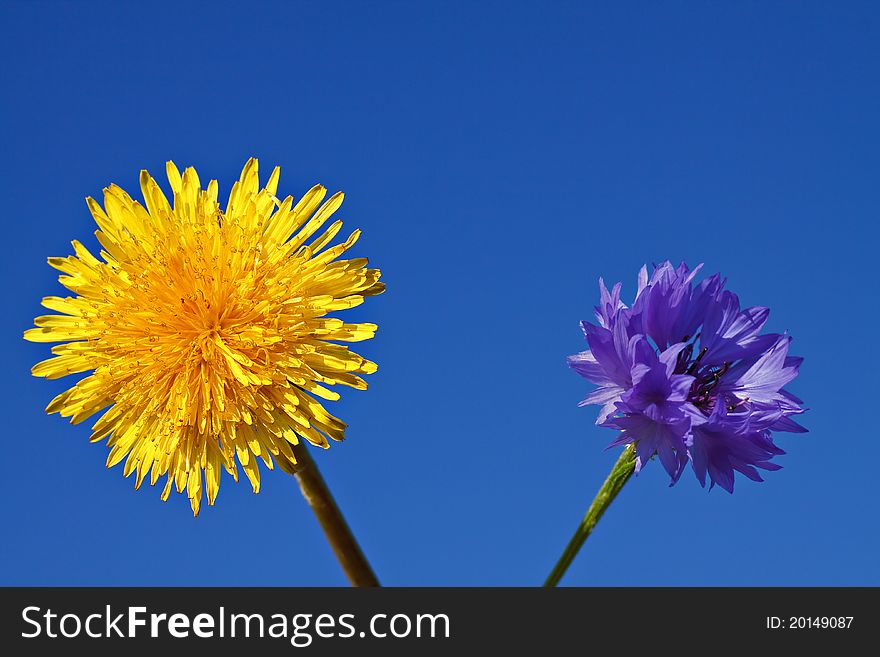 Dandelion and corn flower with blue sky. Dandelion and corn flower with blue sky.