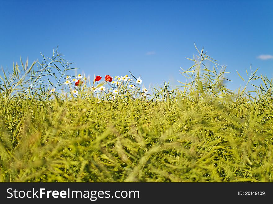 Summer flowers on a rape field.