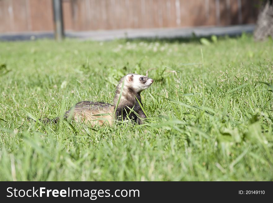 Wild ferret walking in the grass in the park
